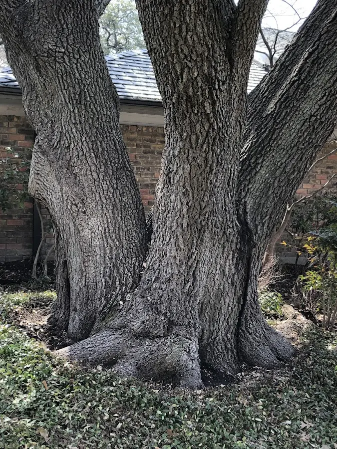 Mature heritage tree close to a Shingle Springs property cared for by certified arborists